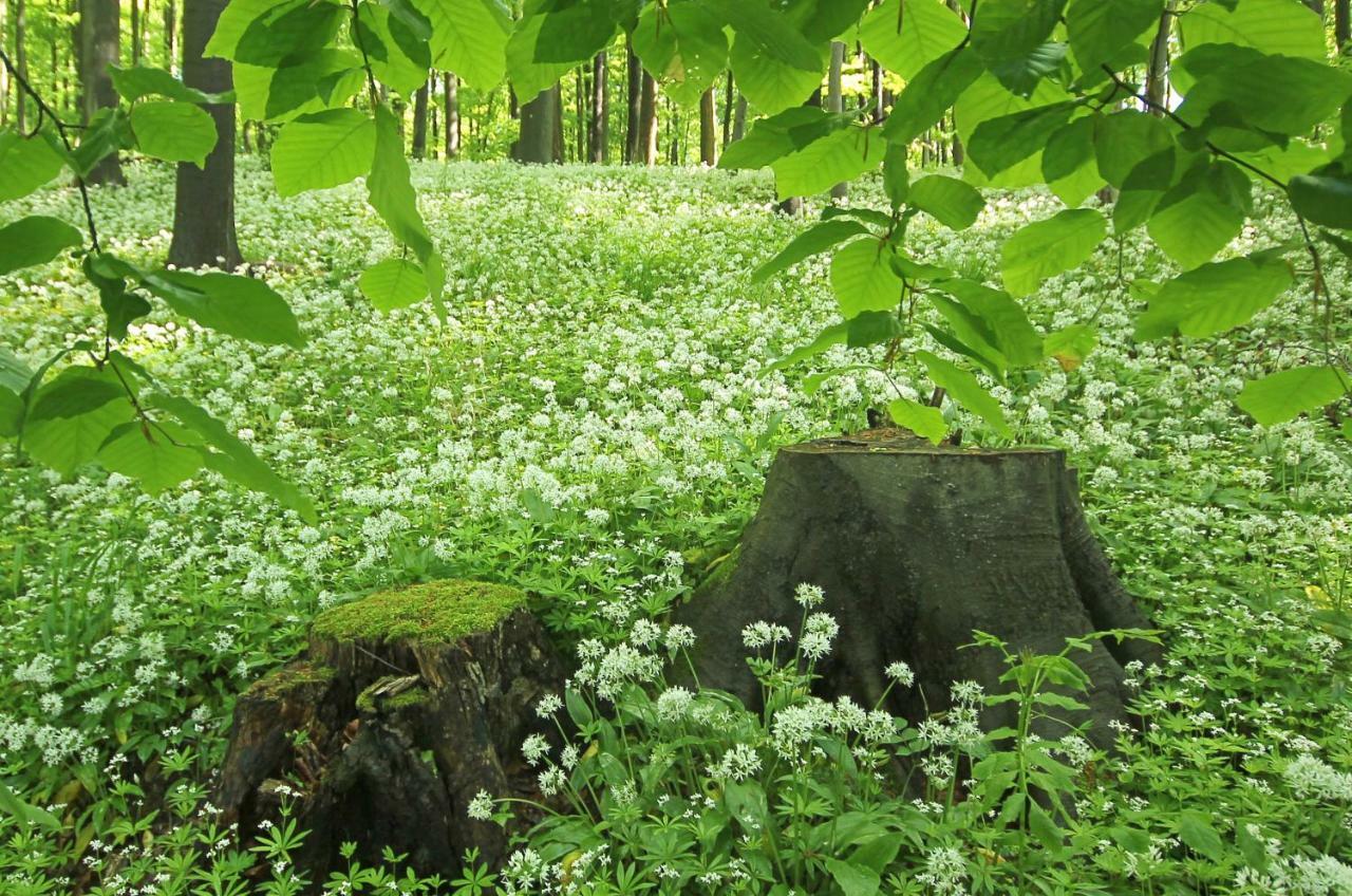 Hainich-Zeit Rodeberg Exteriér fotografie