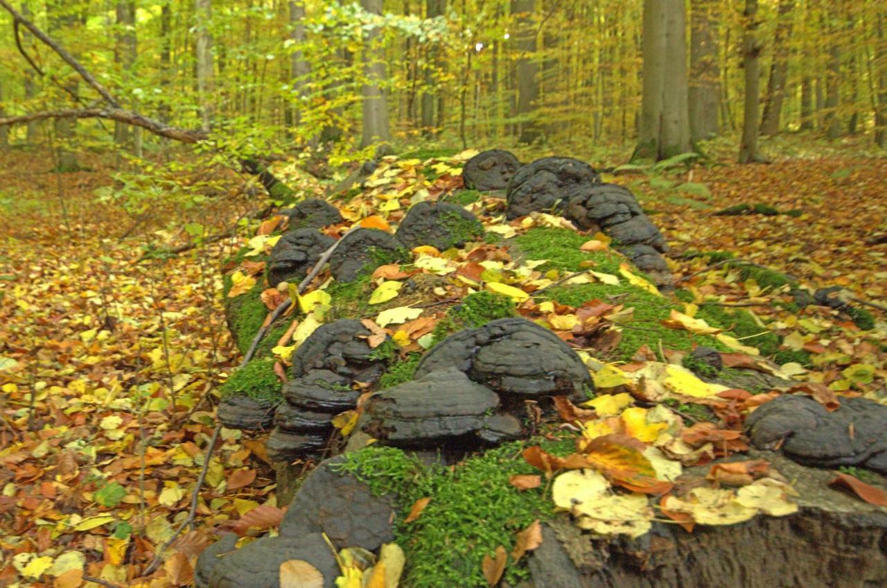 Hainich-Zeit Rodeberg Exteriér fotografie